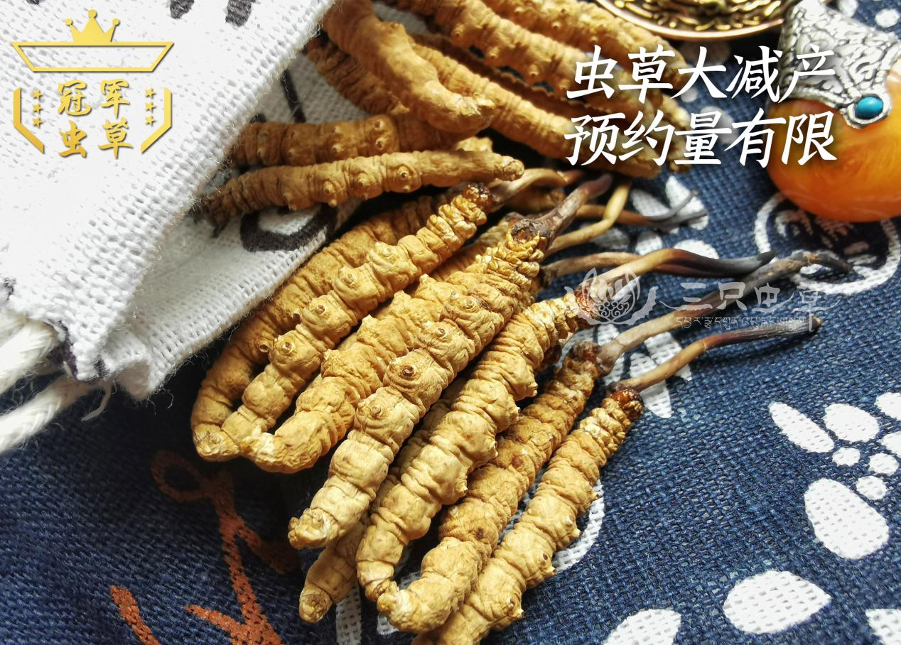 冬蟲夏草哪里的最好？冬蟲夏草在哪里有產地？