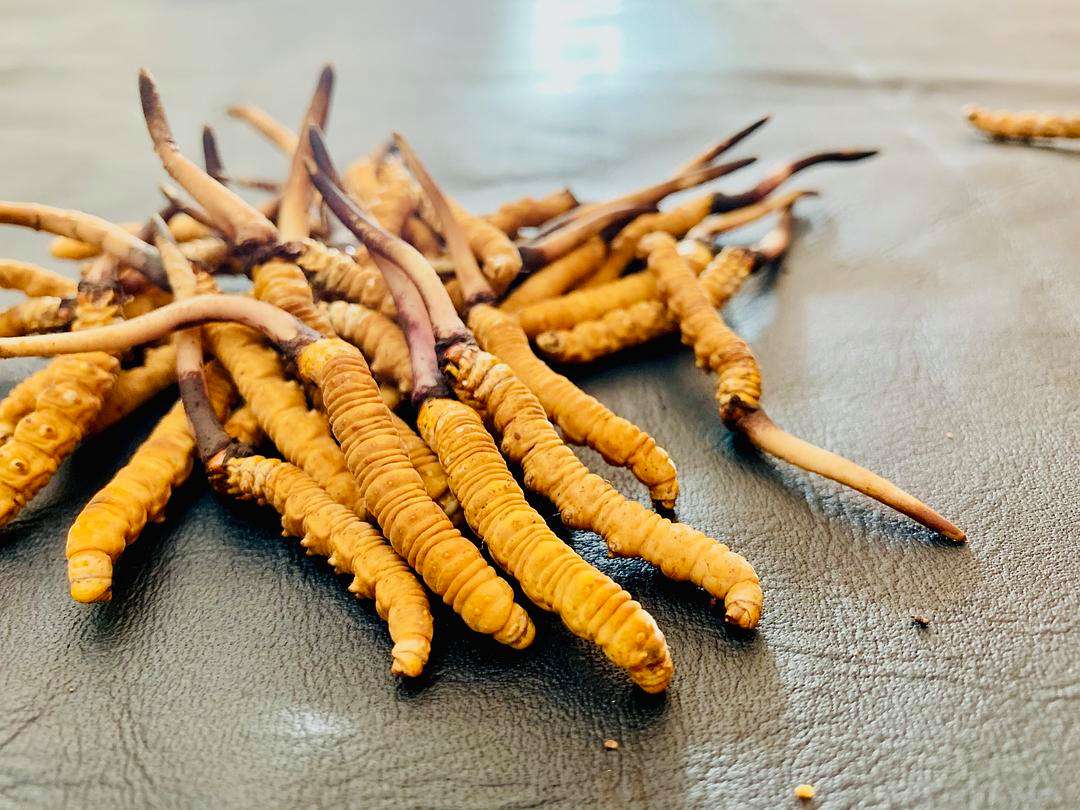 怎樣才能買到真新鮮蟲草 怎樣才能買到真新鮮蟲草