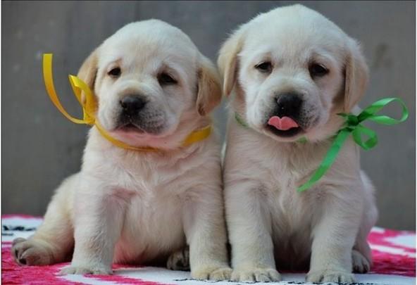 哪里有賣狗的? 哪里有賣狗的?