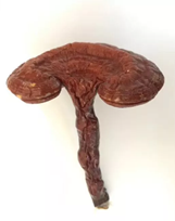 赤靈芝.png 赤靈芝.png