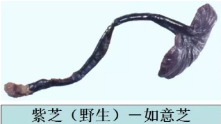 赤芝和紫芝因藥效得到長(zhǎng)期臨床實(shí)踐和藥理研究的肯定.png 赤芝和紫芝因藥效得到長(zhǎng)期臨床實(shí)踐和藥理研究的肯定.png