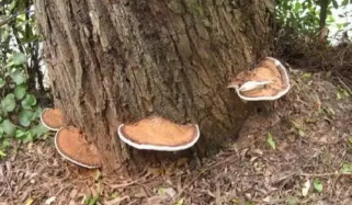 偽品.png 偽品.png