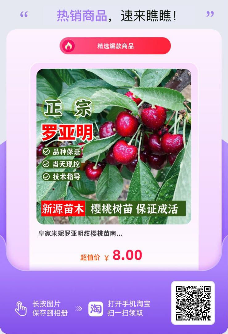 羅亞明車?yán)遄用缒睦镉匈u，南方種植車?yán)遄訕涿缙贩N基地培育育苗