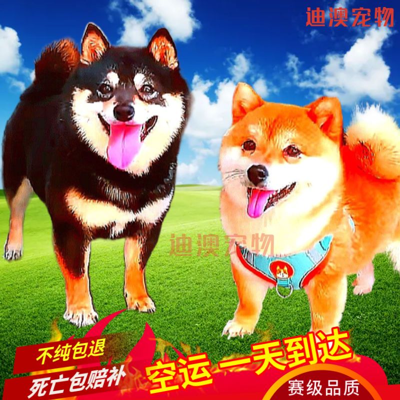 原創為什么柴犬很貴？哪里可以買到高性價比的柴犬？