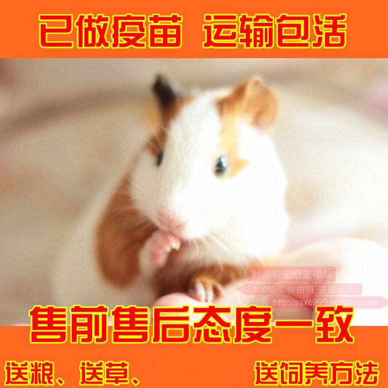 如何才能買到正宗的寵物豬？