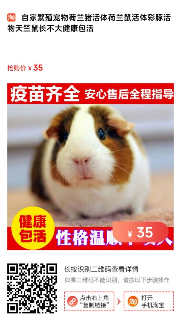 如何才能買到正宗的寵物豬 如何才能買到正宗的寵物豬