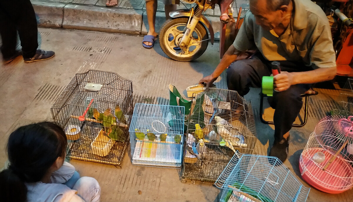 買鳥去哪里買靠譜？買回來用什么樣的環(huán)境和方式去飼養(yǎng)？