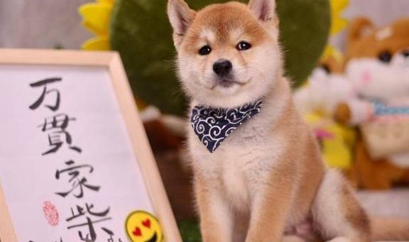 新手買柴犬怕被坑？第一次買柴犬去哪買？比較靠譜的地方有哪些？