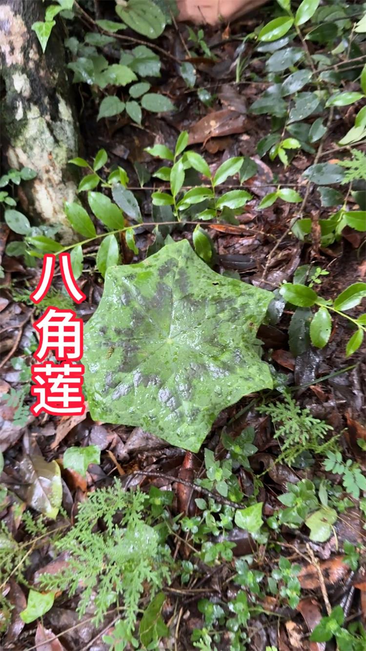 八角蓮的功效與作用